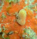 Aplidium tabarquensis